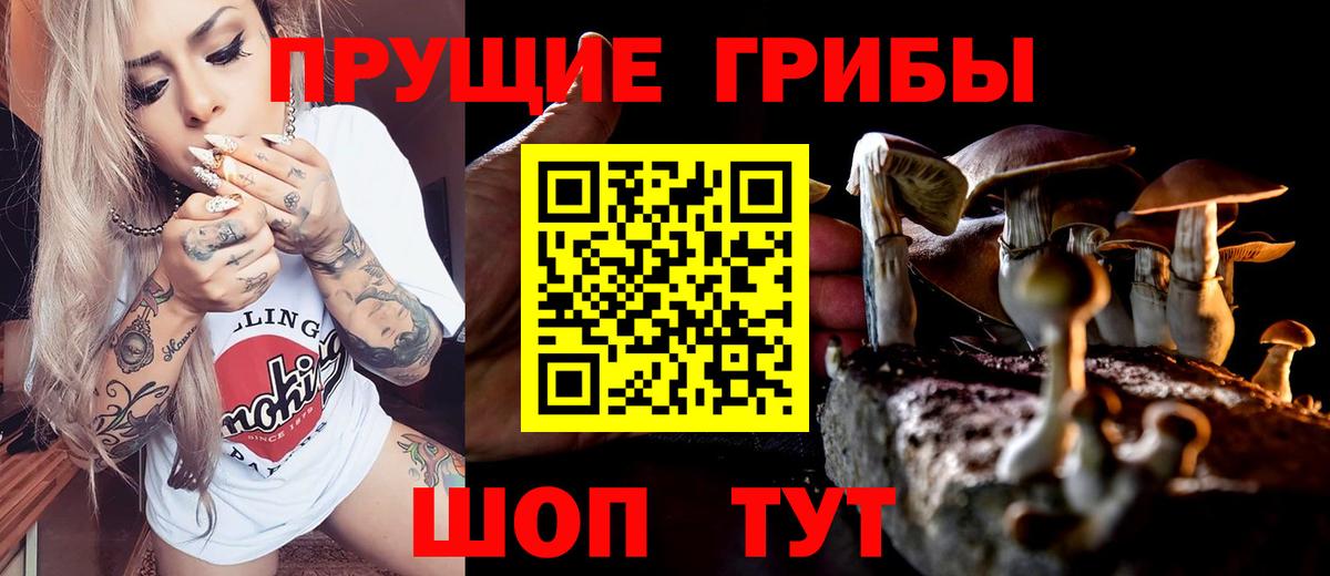 Галлюциногенные грибы Psilocybine cubensis Братск